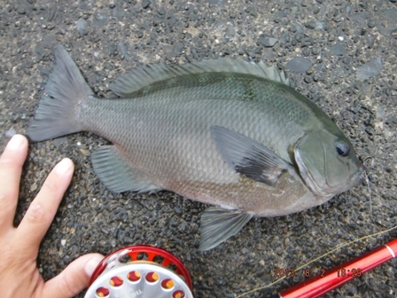 �O���̓����[�X