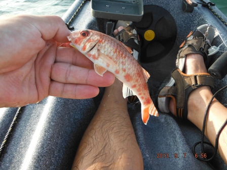 �O���i���^�j�R�A��