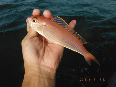 �{���i���^�j�Q�A��