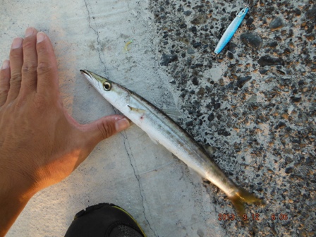 �ژ_���ʂ�