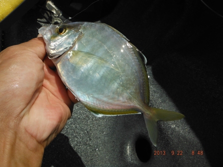 ���J�C����