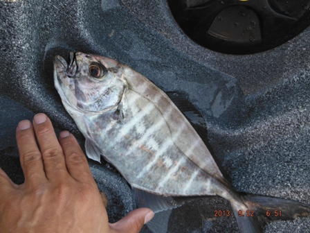 �I�L�A�W�Ă�