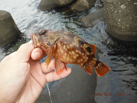 �悤�₭�o���{��