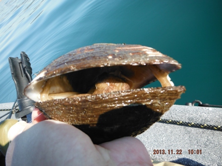 �h���Ƃf�d�s�H