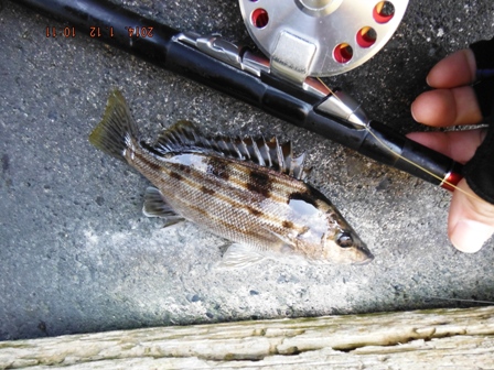 �����ς�̌���