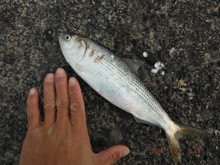 ���͍͂Ղ肾����