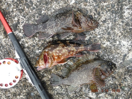 �����̏��ނ�