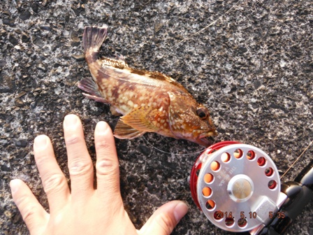 �M�d�ȉa��������J�T�S