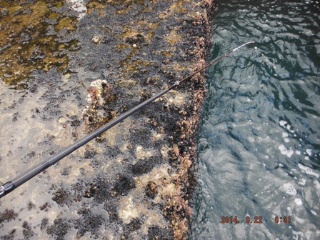 �������݂̂s�q�x��