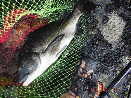 ���U�ŏo���{��