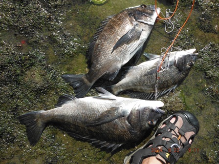 �܂����悤