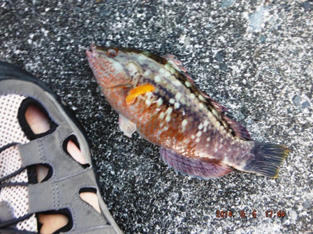 痂����O���B