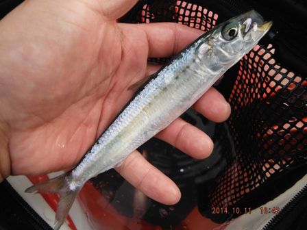 ���ꂼ�}�C���V