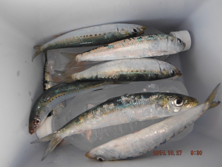 ����Ȃ�ɖ���