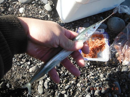 ��R�N�Ԃ�̃T����