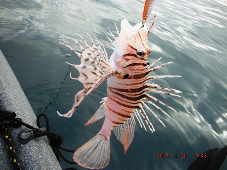 ���̃~�m�J�T�S