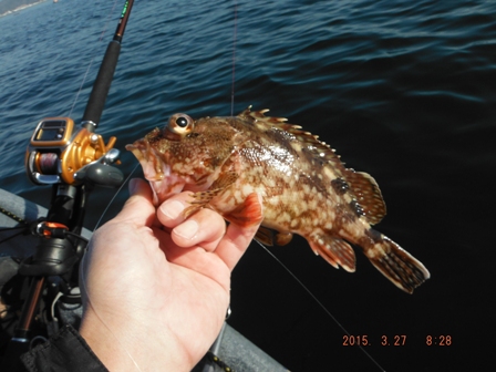 �C�}�C�`�ȃT�C�Y