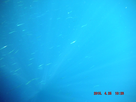 ���Q���C�ォ�猩��