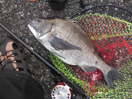 �Ƃ肠�����ǂ�