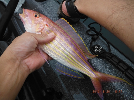 �C�g�����_�C�f�d�s