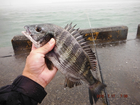 �܂����̂g�h�s