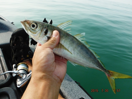 �ڈ��f�d�s