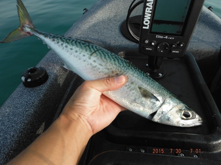 ���̑㖼��