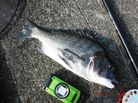 �K��ǂ��{���f�d�s