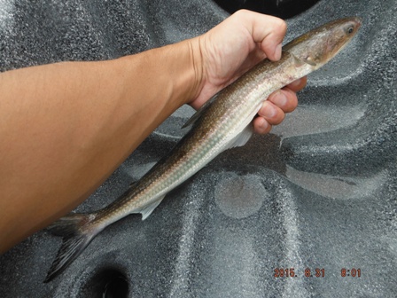 �K���K���̃G�\