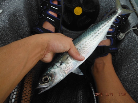 ���x���W�B���E�E�B