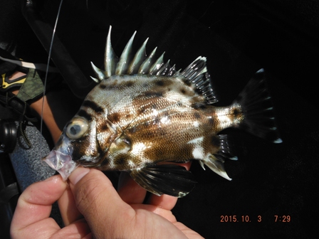 �ꑮ��Ȃ̒���