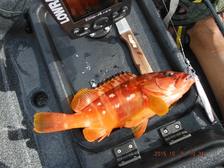 ��N�Ԃ�̃A�J�n�^