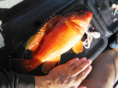 �f���o�����^�R�ƈꏏ��