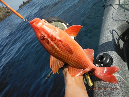 �I�W�T���Ƃ������̋�