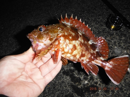 ���e�͈���