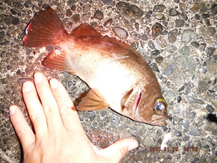 ���o���͌^���o��