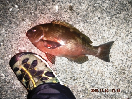 ���W�i���L�[�v