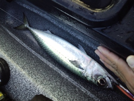 �S�}�T�o���L�[�v