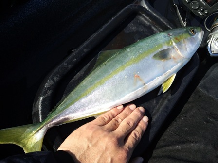 ���G�����J�i�S