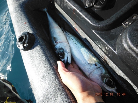 �܂��������Ă���