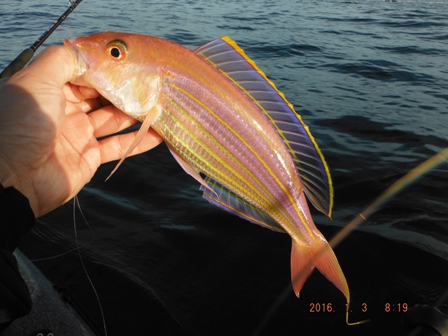 �{���f�d�s