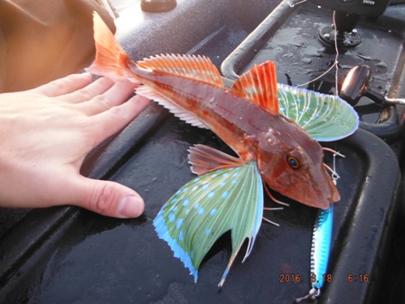 �����[�X�ς�