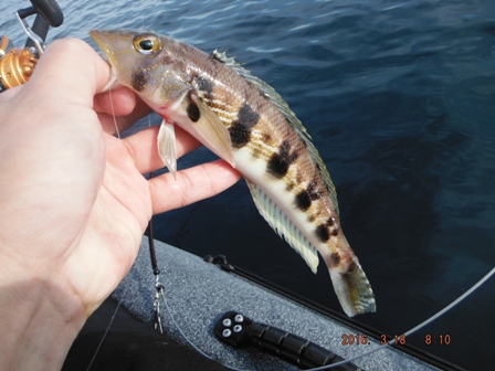 �����[�X�T�C�Y����