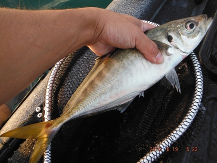 �悸�͑刱�f�d�s