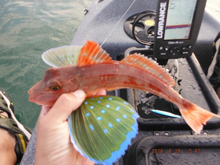 �ŏ��̃z�E�{�E�̓����[�X