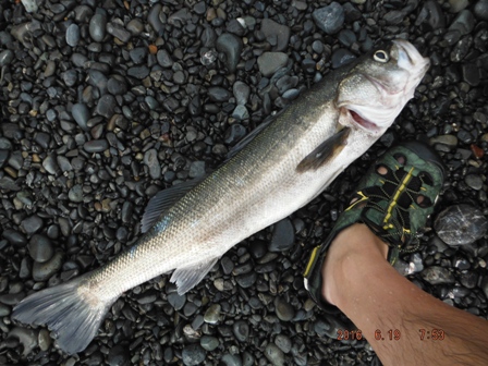 �������Ă��Ȃ����W�O�b�����H