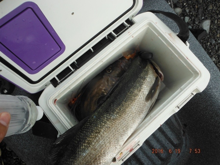 ����N�[���[�a�n�w