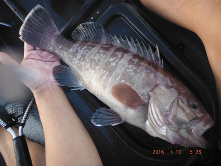 �}�n�^�L�^�T�C�Y�X�V