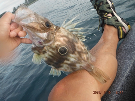 �ŋ߂̂����ӗl