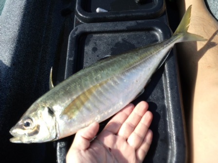 �U�X�o����������